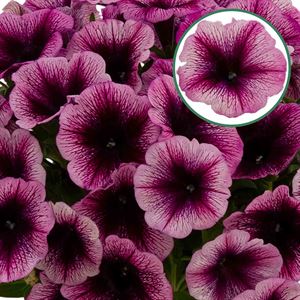 Afbeelding van Petunia P12 viva purple vein
